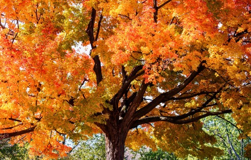 Vibrant sugar maple tree with brilliant golden-orange fall foliage canopy.