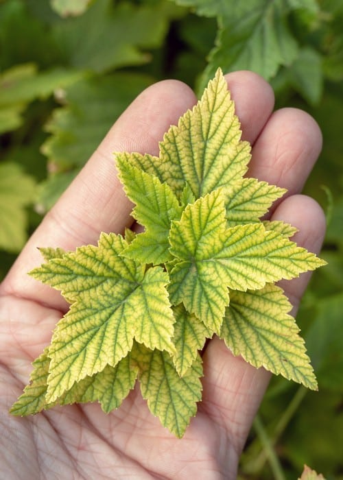 Yellow tree leaves showing nutrient deficiency symptoms requiring fertilization treatment.