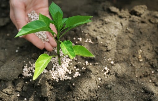 Hand applying tree fertilizer pellets to young sapling for growth and tree health.