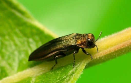 Emerald ash borer insect on tree leaf representing pest and disease management services.
