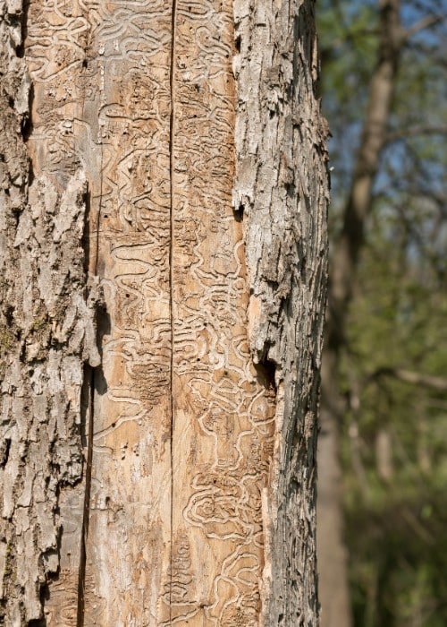 Close-up of emerald ash borer galleries and damage patterns on tree bark.