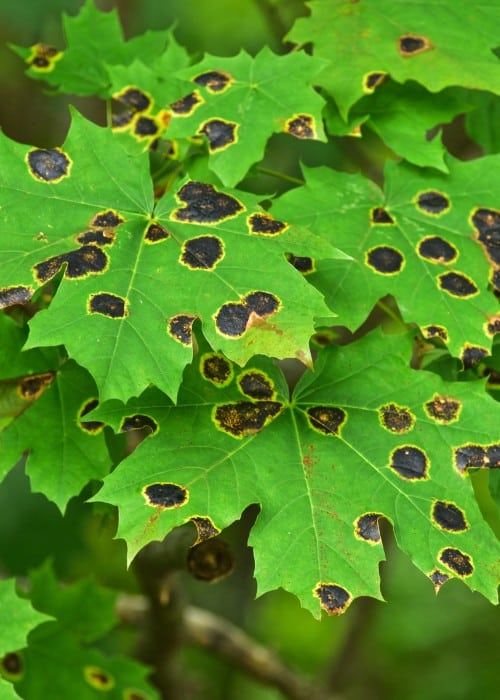 Maple tree leaves with dark fungal spots indicating disease infection.