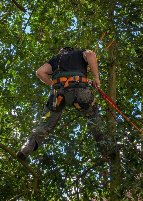 Harnessed arborist secured by rope climbing tree canopy with safety equipment.