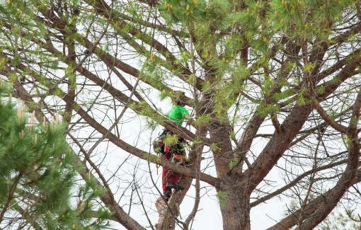 Certified arborist performing precision pruning on pine tree from elevated position.