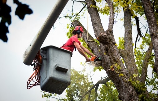 Arborist in bucket with safety harness and chainsaw performing controlled tree removal.