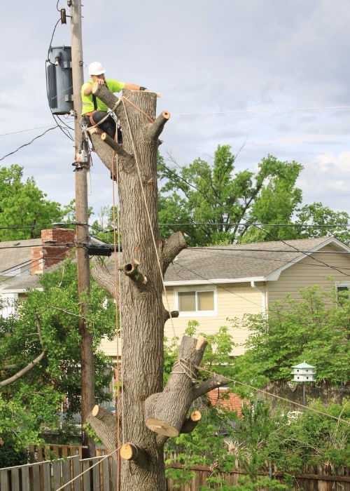 Arborist removing large tree log from residential property near utility lines.