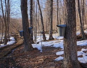 Maple trees fitted with metal sap collection buckets in a snowy forest.
