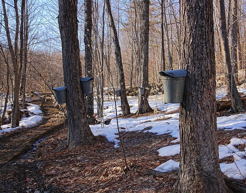 Maple trees fitted with metal sap collection buckets in a snowy forest.