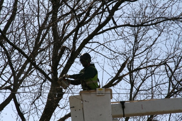 Arborist pruning a large tree from a bucket truck to safely reach high branches.