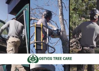 Collage of Ostvig Tree Care crew members pruning and cleaning up trees on site.