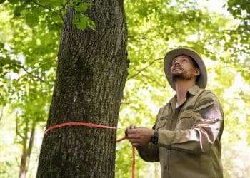 Ostvig arborist measuring tree trunk diameter during a commercial tree assessment.