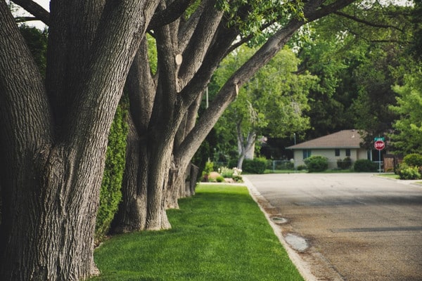 Row of mature shade trees lining a neighborhood street and lawn.