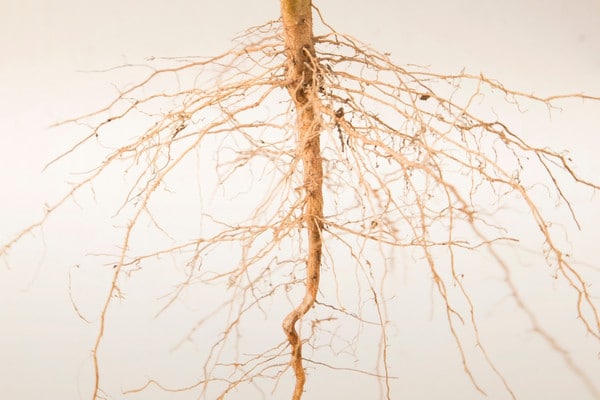 Close-up of tree root system showing fine root structure requiring nutrient fertilization.