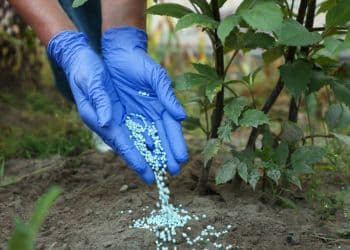 Gloved hand applying tree fertilizer pellets at base of young tree.