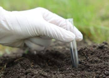 Gloved hand collecting soil sample for nutrient testing and fertilization assessment.