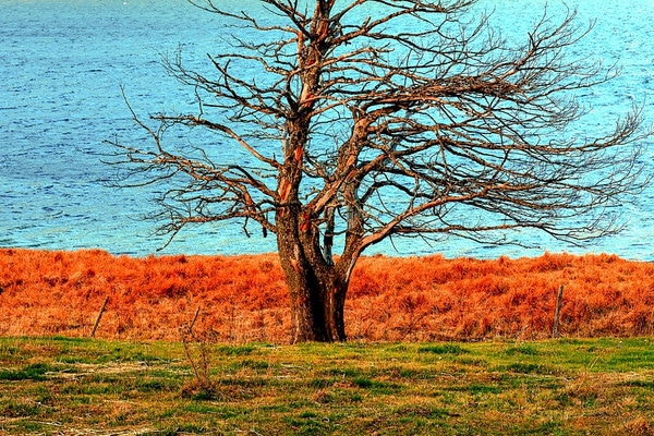 Bare tree on lakeside property showing signs of nutrient deficiency and stress.