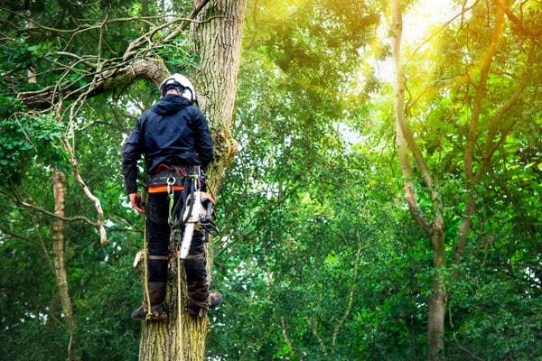 Arborist harnessed high in a forest tree during a removal.