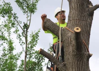 Ostvig arborist pruning tree limbs from a bucket lift.