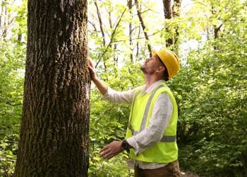 Ostvig arborist inspecting tree bark for pest and disease issues.