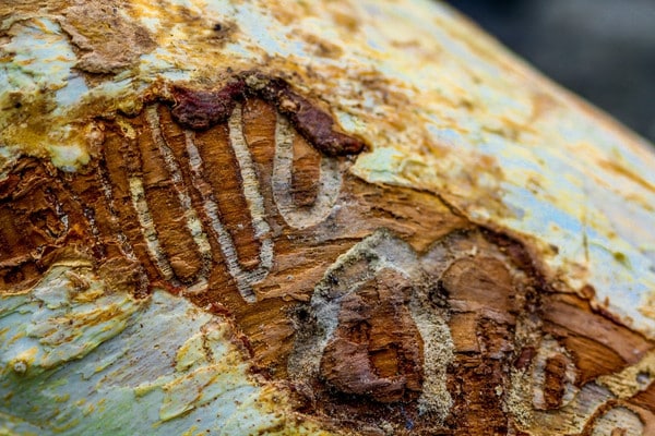 Close-up of emerald ash borer larval galleries carved into tree bark.