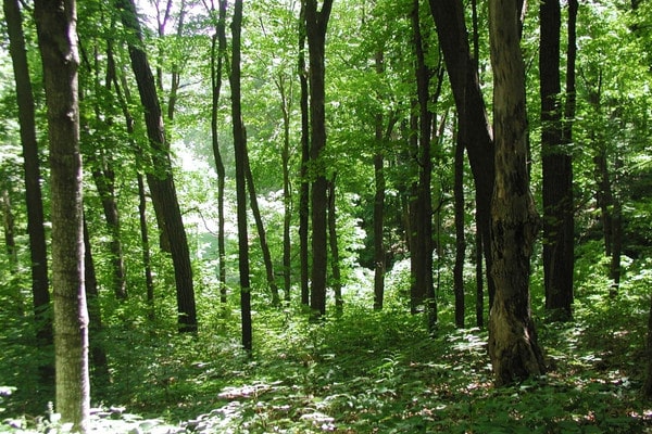 Dense green forest with mature trees in Orono, MN.