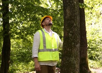 Arborist in safety vest and hard hat inspecting tree canopy in Orono.