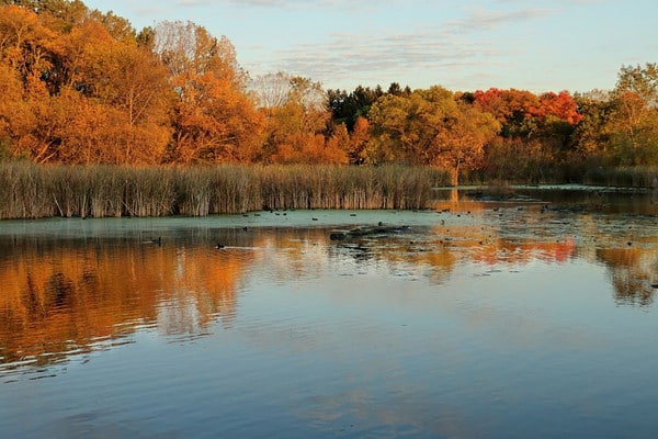 Medicine Lake shoreline with autumn trees reflecting in the water, Plymouth, MN.