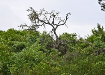 Bare, dying oak tree showing signs of oak wilt disease among green brush.