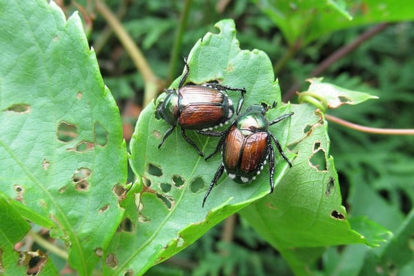 Japanese beetles on tree leaf showing skeletonized damage from pest infestation.