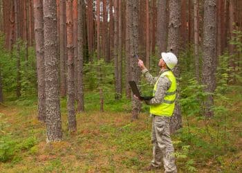 Ostvig arborist inspecting trees for pest and disease issues in forest plantation.