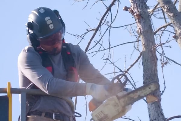 Arborist in safety gear using chainsaw to prune tree branches at height.
