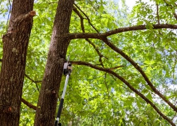 Extended reach chainsaw cutting large tree branch during professional pruning service.