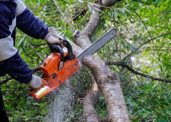 Arborist operating handheld chainsaw to trim tree limbs during precision pruning.