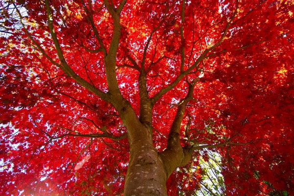 Red maple tree canopy in vivid autumn color, viewed from below.