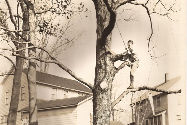 Historic black-and-white photo of an arborist climbing a tree using early climbing gear.