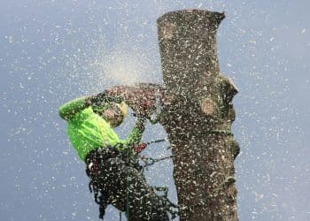 Arborist operating equipment with sawdust spray during tree removal operation.