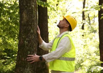 Ostvig arborist performing tree assessment and inspection before removal.