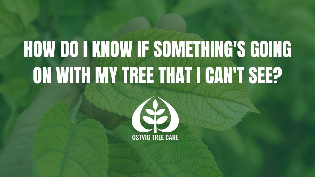 Close-up of green leaves with "How Do I Know If Something's Going On With My Tree" title.
