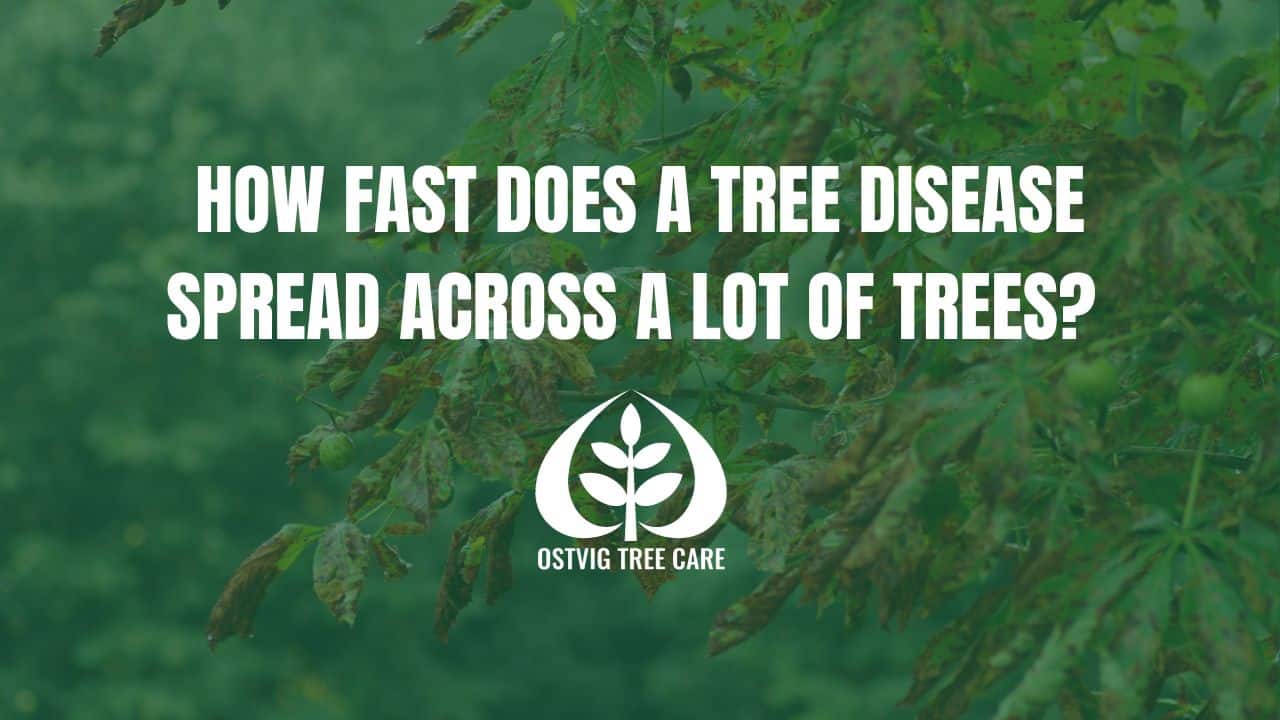 Disease-spotted tree leaves with "How Fast Does a Tree Disease Spread" title.