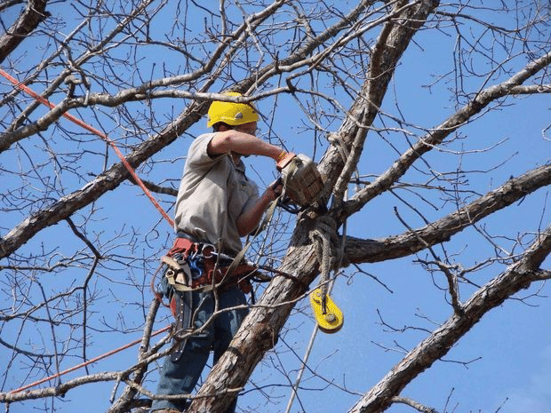 Arborist secured in a bare tree using a chainsaw to prune branches.
