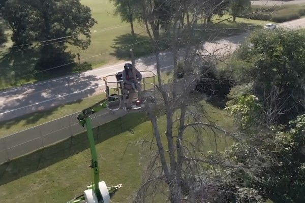 Arborist pruning a large tree from a spider lift to safely reach high branches.
