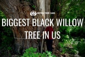Person measuring the massive trunk of a black willow tree in a forest, with "Biggest black willow tree in US" title and Ostvig Tree Care logo.