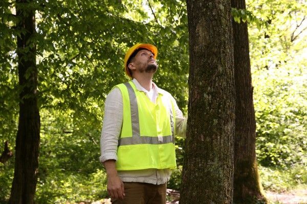 Certified Arborist inspecting a mature oak tree for signs of oak wilt during a tree health assessment.