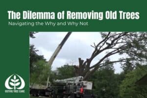 Crane truck removing large branches from an old tree with visible decay.