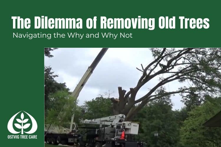 Crane truck removing large branches from an old tree with visible decay.