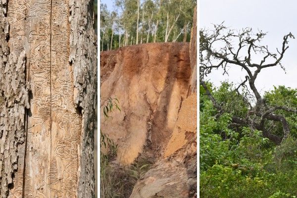 Emerald Ash Borer galleries beneath tree bark, eroded and compacted soil, and an oak tree showing decline from disease or environmental stress.