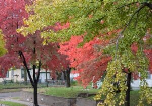 Residential Minnesota street lined with trees in vibrant red, orange, and green fall foliage.