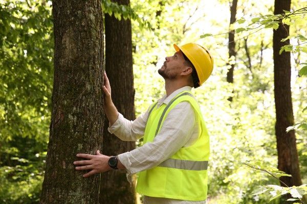 ISA Certified Arborist inspecting a mature tree to evaluate its health and pruning needs