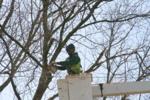 ISA Certified Arborist pruning tree branches from a bucket truck during winter dormancy in Minnesota.