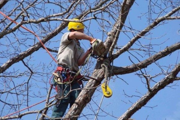 ISA Certified Arborist using a chainsaw while secured with a climbing harness to prune a mature tree in winter